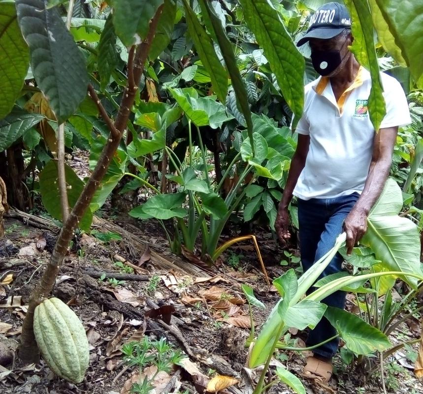 Eusebio López, producteur du Réseau expérimental participatif (REP) du projet Cacao Forest